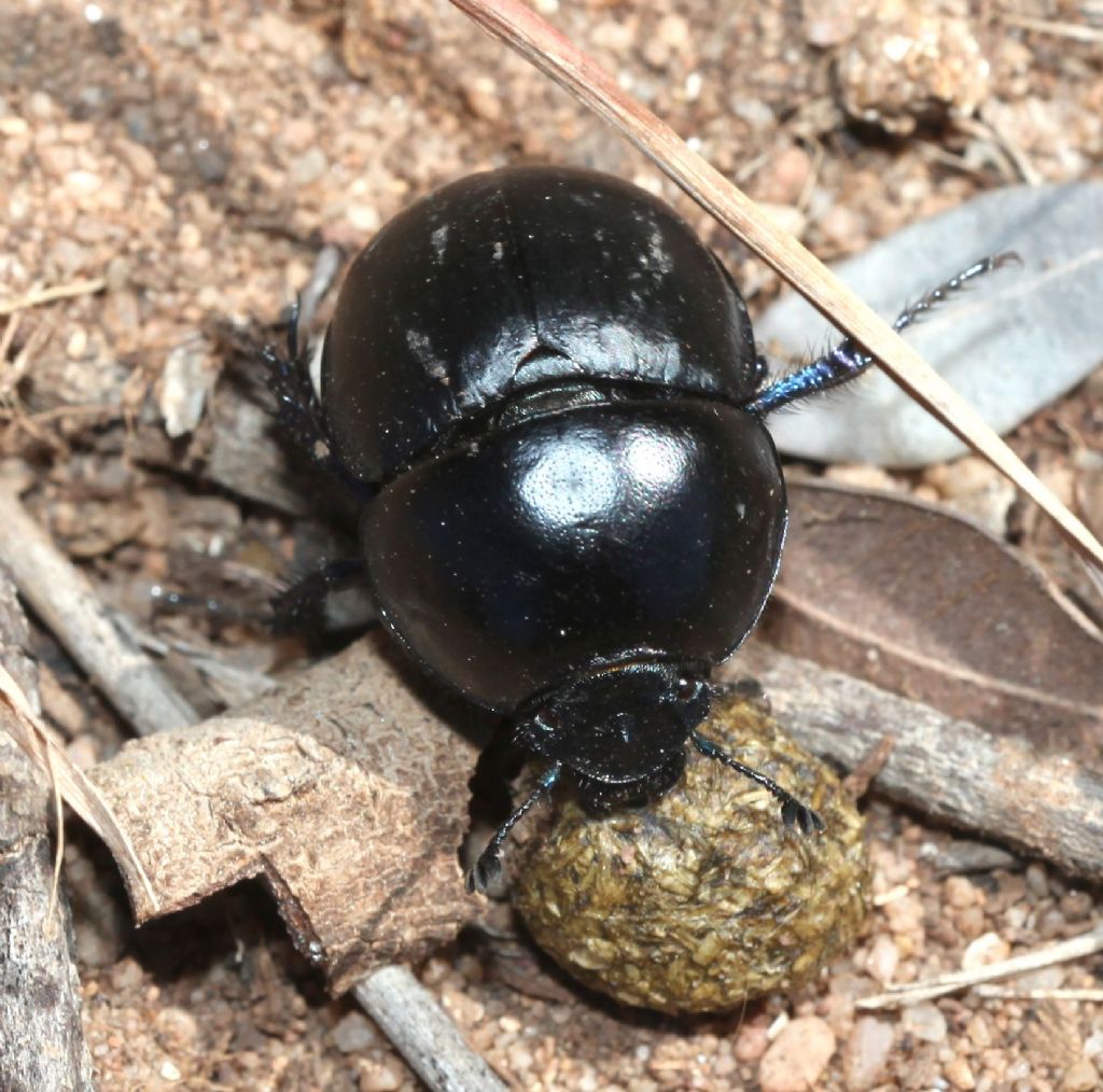 Geotrupidae:  Jekelius (Jekelius) intermedius